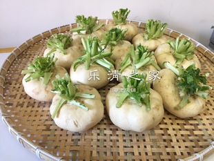 【盘菜盆菜】温州本地盘菜盆菜600克左右 时令 乐清之家 单买慎重