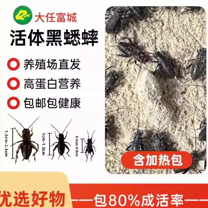 包邮活体黑蟋蟀油葫芦喂鸟高蛋白营养丰富蜥蜴守宫爬宠活体饲料虫,宠物/宠物食品及用品,蟋蟀/蝈蝈,淘宝优惠券,粉丝福利购,淘宝优惠卷