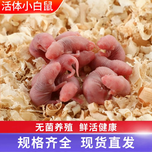 活体包邮乳鼠小白鼠灭菌