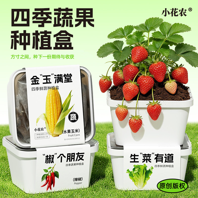小花农正品迷你儿童种植盒盆栽四季蔬菜DIY植物种子蔬果番茄辣椒