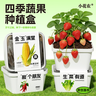 小花农正品儿童种植盆栽四季蔬菜观察盒DIY植物种子生长番茄辣椒