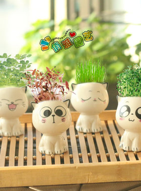 幼儿园儿童种植小草盆栽绿植物种子发芽草头娃娃种草头上长草娃娃