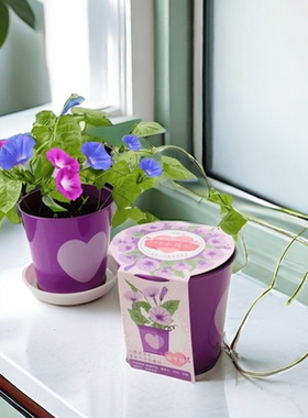 牵牛花种子迷你儿童种植小盆栽学生观察植物种花喇叭花孑籽小花农