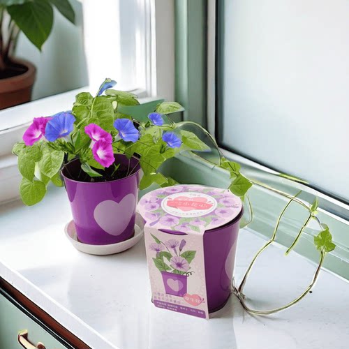 2025新种子包发芽自种套装铁桶