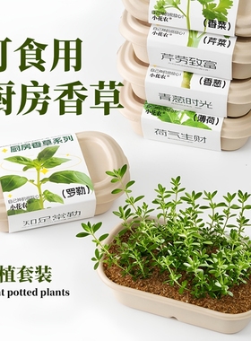 厨房香草香料薄荷家庭可食用植物种子儿童种植小盆栽小葱香菜观察
