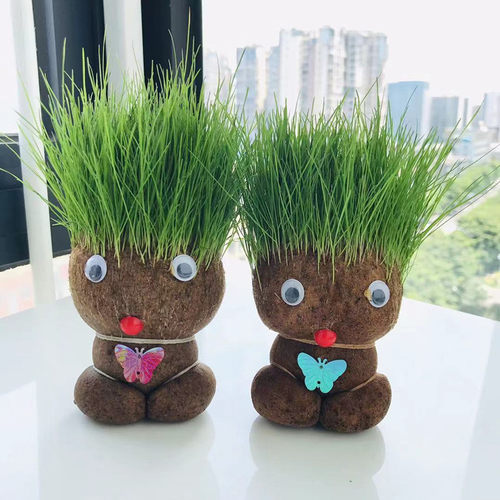 青草娃娃草头娃娃幼儿园儿童种植小盆栽头上长草种草植物草籽种子 - 封面