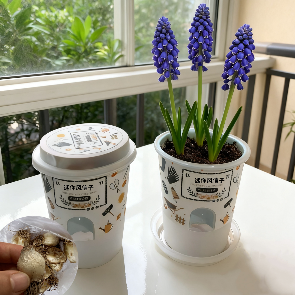 儿童种植小盆栽秋冬季节开花种子种球发芽生长观察迷你葡萄风信子