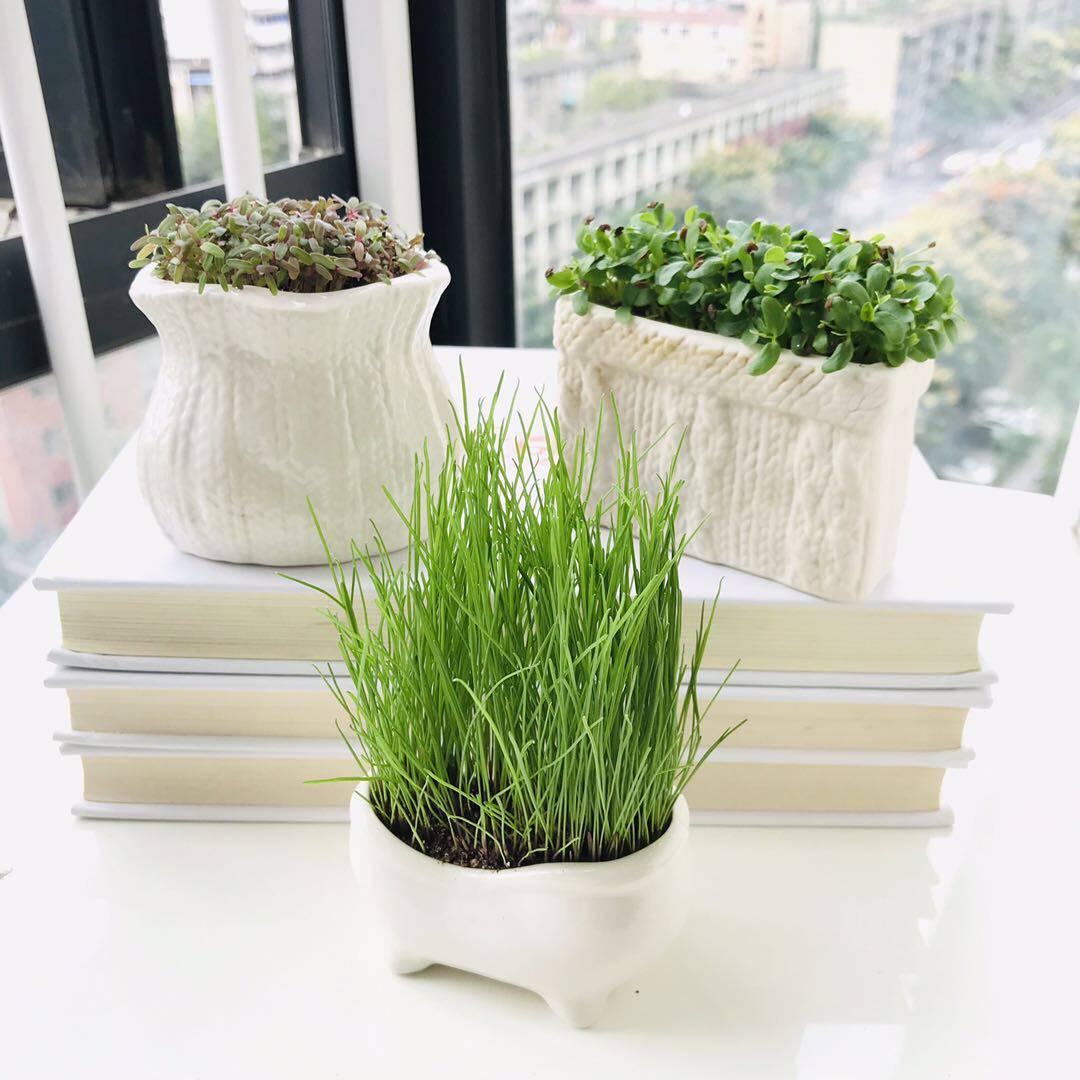创意迷你植物Diy种植小盆栽办公室桌面种草籽浇水长草青草小摆件