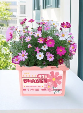 小花农迷你儿童种植盆栽幼儿园波斯菊植物发芽生长观察种子籽四季