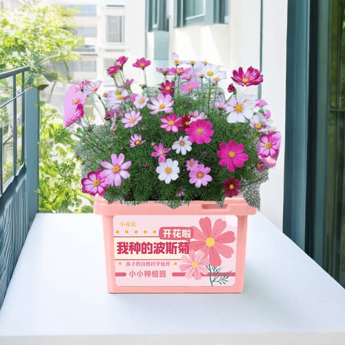 2026新种子包发芽四季种菜种花