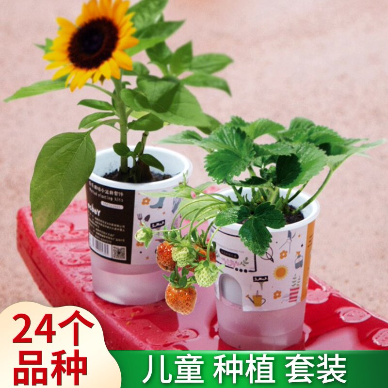 小花农价格 小花农图片 星期三