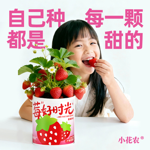 幼儿园儿童种植小盆栽罐头花易拉罐种植草莓种子植物发芽生长观察