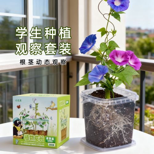 包发芽2026新种子多品种可以选