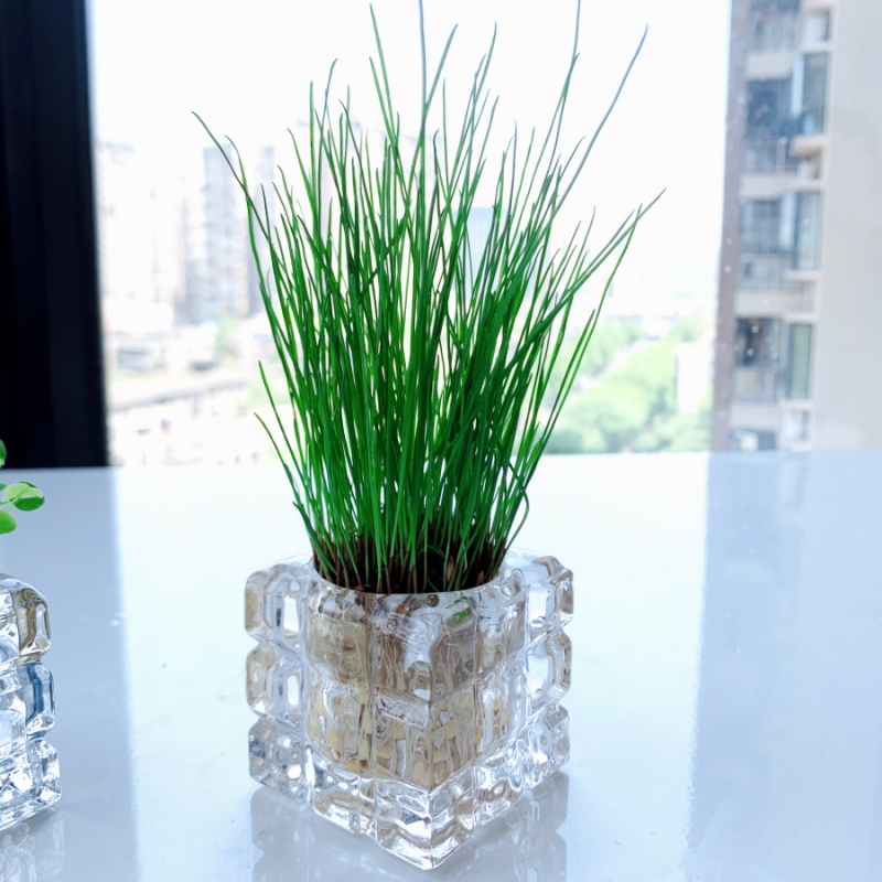 室内迷你小盆栽绿植物带种子小草桌面水培长草种草儿童种植幼儿园