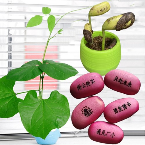 2025新种子包发芽魔豆