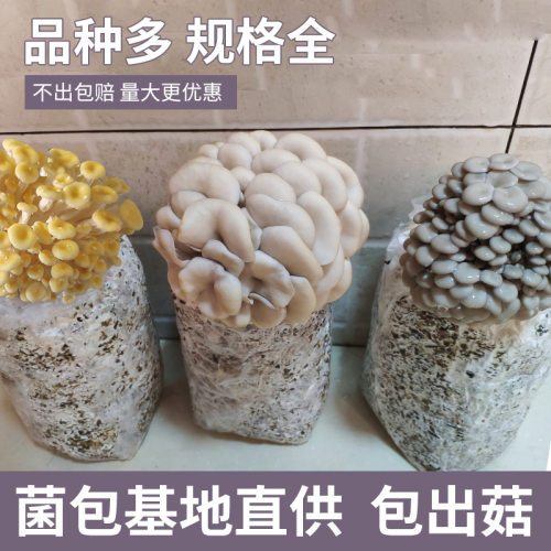 蘑菇种植包菌种菌包学生观察