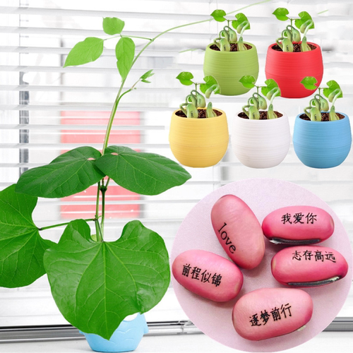 2025新种子包发芽祝福豆