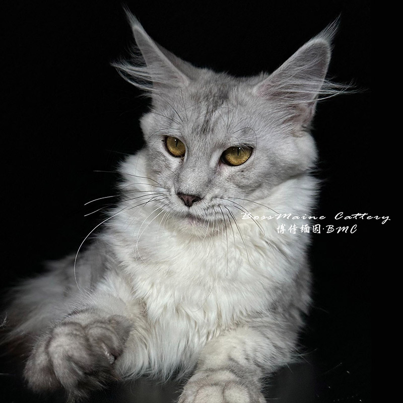 123号浅银色母6+月龄缅因猫大嘴套爆毛博侍缅因烟灰色银虎可选