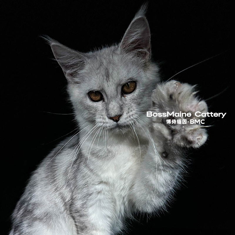 132号母高银虎3+月龄缅因猫大嘴套爆毛博侍缅因烟灰色银虎可选
