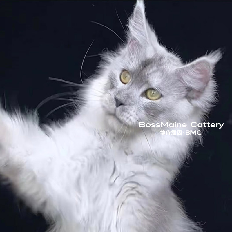 高烟灰色银虎斑公母缅因猫