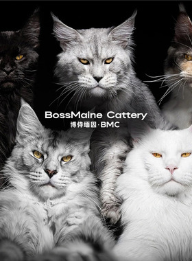 【博侍缅因】纯种缅因猫活体高品质烟灰色银虎斑阴影色公母全色系