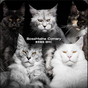 【博侍缅因】纯种缅因猫活体高品质烟灰色银虎斑阴影色公母全色系