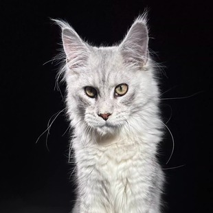 317号浅银缅因猫大嘴套爆毛博侍缅因烟灰色银虎可选