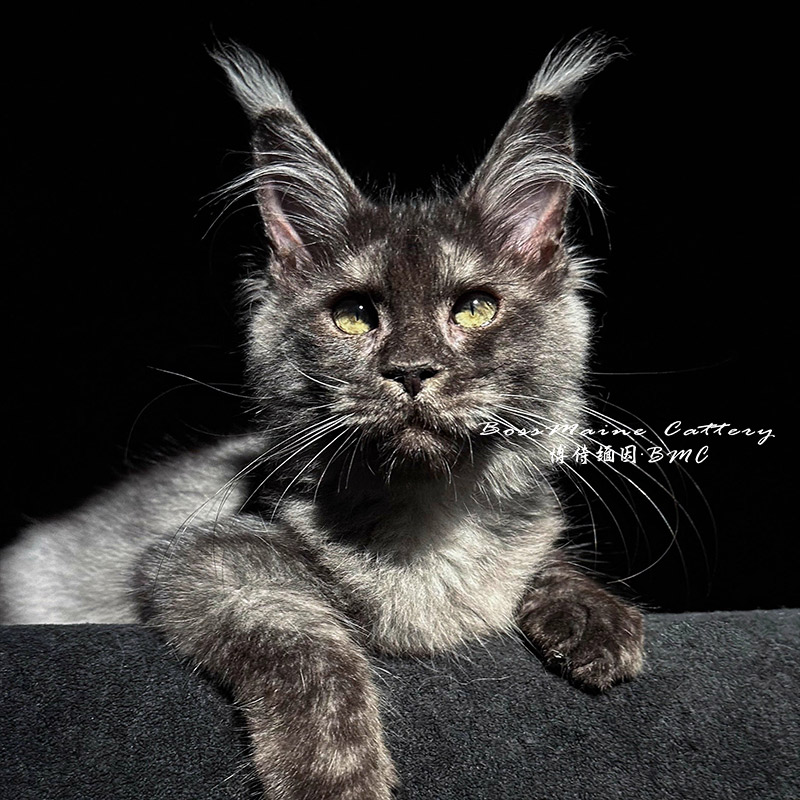 152号母烟灰5+月龄缅因猫大嘴套大刷子爆毛博侍缅因烟灰色银虎选