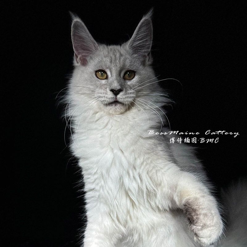 135号母Ns11阴影色4+月龄缅因猫大嘴套爆毛博侍缅因烟灰色银虎