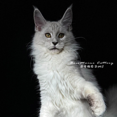 135号母Ns11阴影色4+月龄缅因猫大嘴套爆毛博侍缅因烟灰色银虎