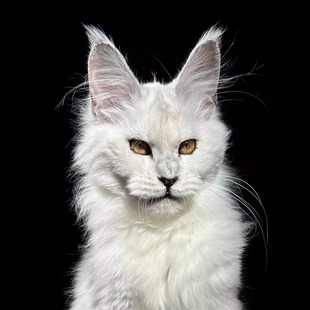 180号阴影烟缅因猫大嘴套爆毛博侍缅因烟灰色银虎可选