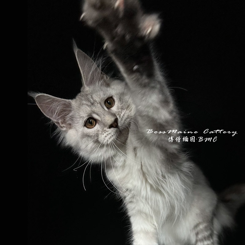138号浅银色母3月龄缅因猫大嘴套爆毛博侍缅因烟灰色银虎可选
