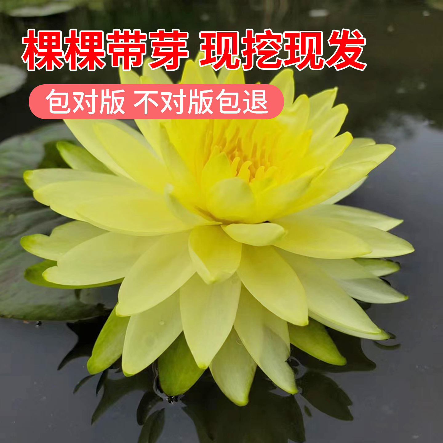 精品观赏睡莲耐寒基地直发