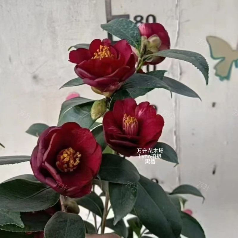 黑椿茶花 黑蛋石茶花 精选花园植物 黑色系茶花 开花小苗