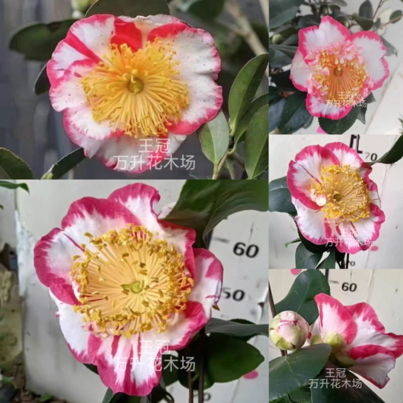 王冠茶花 日系茶花 桐谷绞 飞天玉百合高端名贵新品种茶花