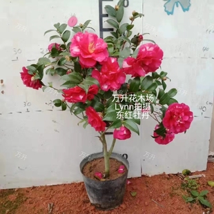 圣诞红茶梅 丹玉茶梅 紫红梅花茶梅东红牡丹火珠龙茶梅丁字车