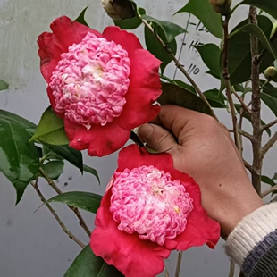 熊谷茶花 艳口红茶花 耐冬茶花 风流茶花