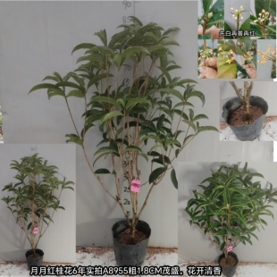 金钱松圆叶竹柏米叶罗汉松朱顶红绣球君子兰栀子花桂花瑞香含笑