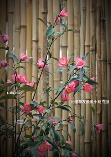 枚玉 束花 小花名贵品种 单瓣茶花