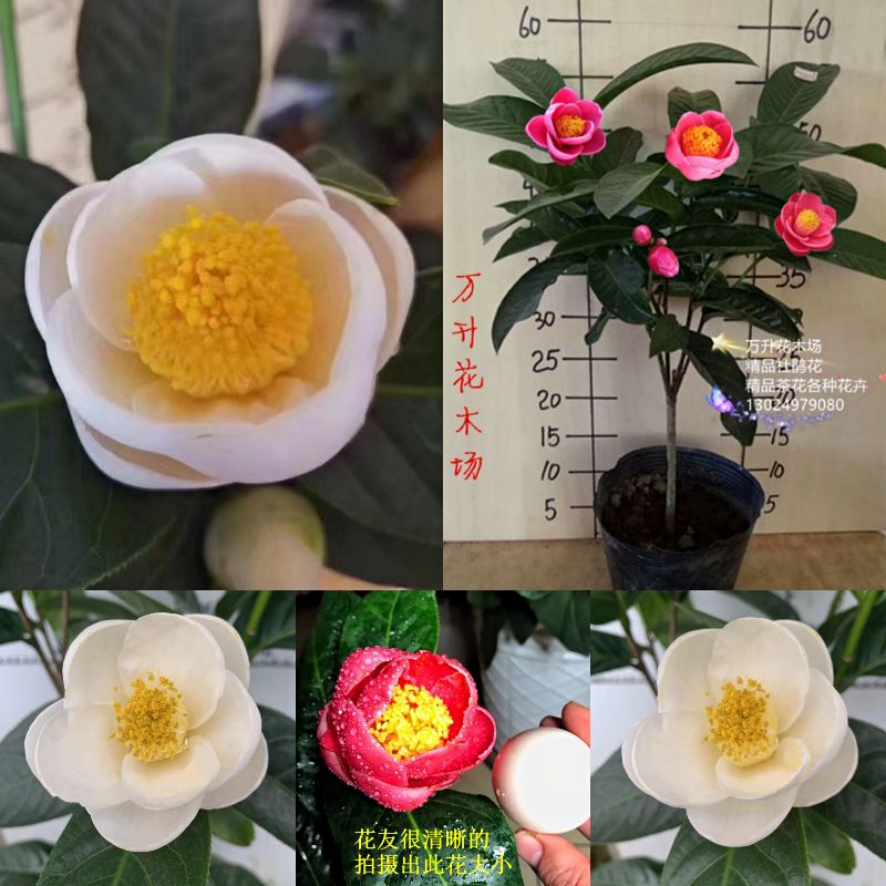 四季抱茎海棠茶花海棠茶花进口茶花四季开花悦牡丹茶花