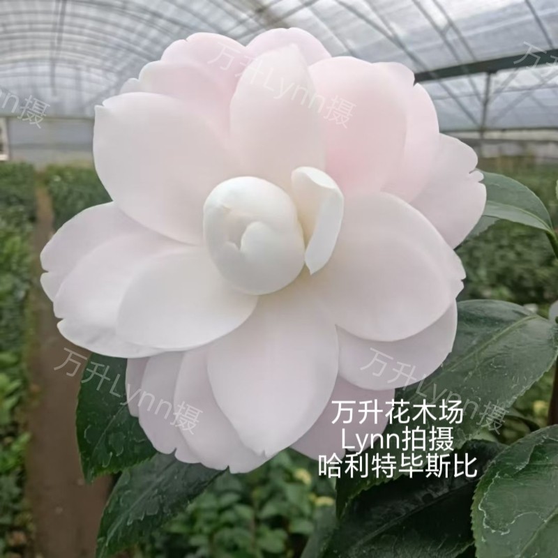 哈利特毕斯比茶花 童子面花色茶花 仙飘飘嫩粉色名贵茶花