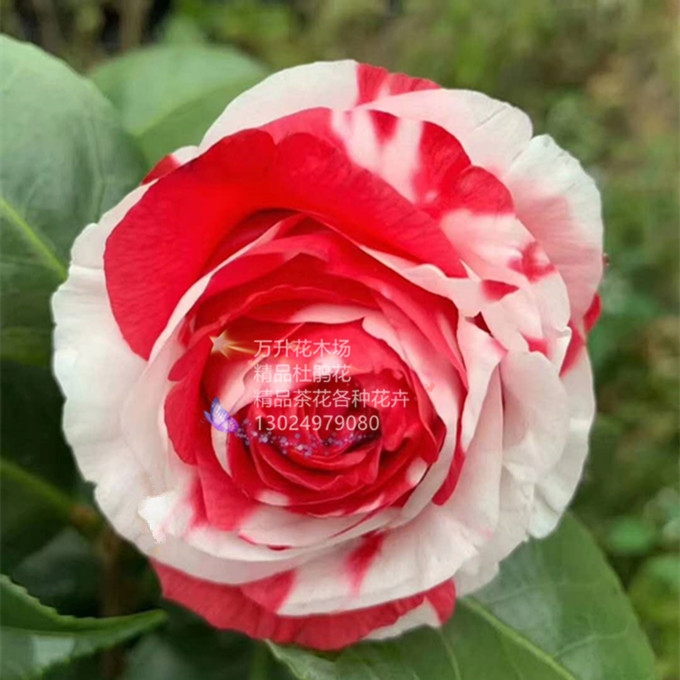 吉普赛女郎茶花 新品种茶花 梦娜玫瑰西班牙女郎独孤求败