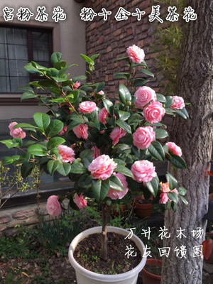 茶花广东十全十美小桃红粉色