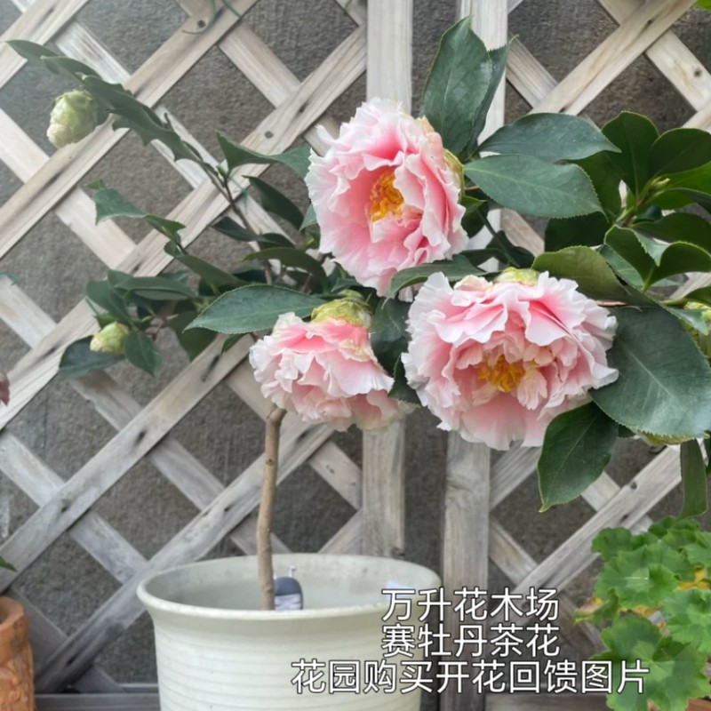 赛牡丹茶花 高档茶花 赛牡丹茶花大花型柳叶赛牡丹三赛