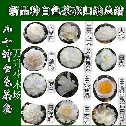 白茶花 白色系列山茶花白棉球 白嫦娥彩 雪山 萨摩