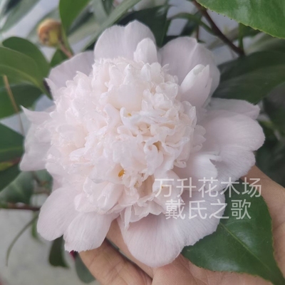 茶花名贵品种美国进口绿植盆栽