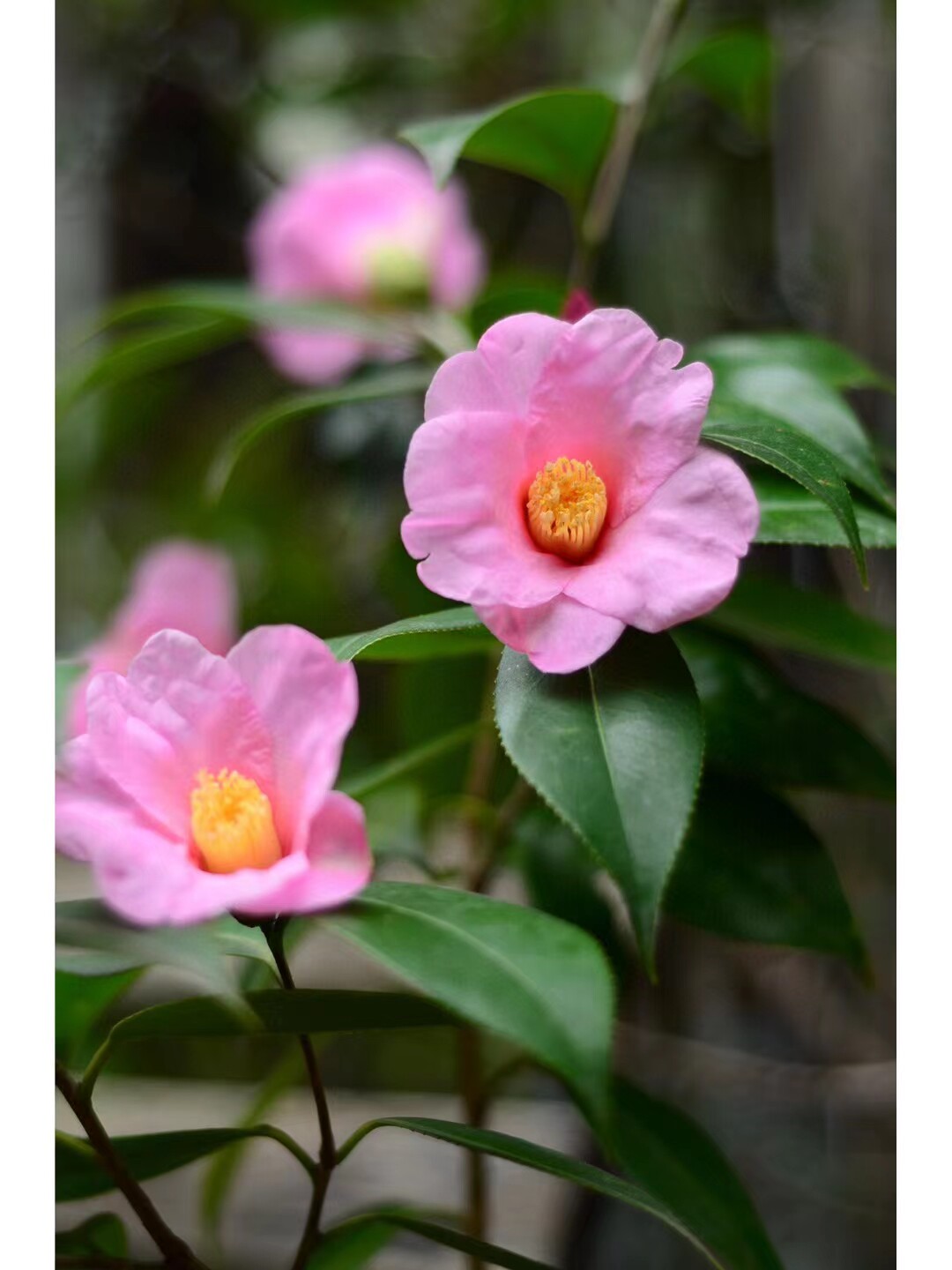 美人茶,久留米乙女,单瓣茶花,日系茶花