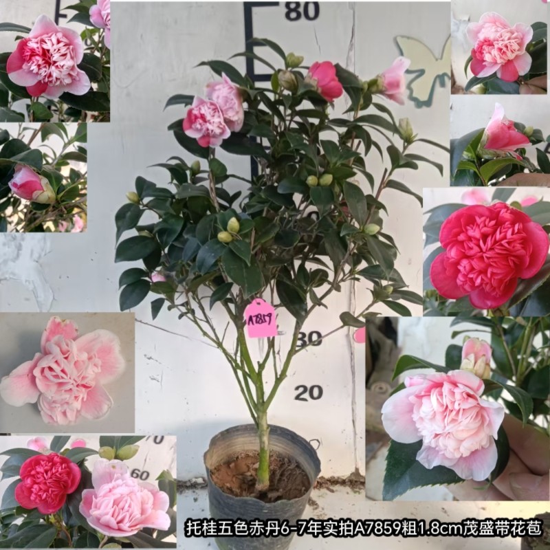 托桂五色赤丹 永福白牡丹茶花高端芽变茶花 托桂茶花名贵茶花