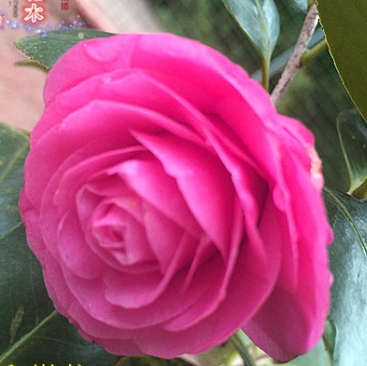 螺旋粉茶花 花凤冠乱世佳人 茶花盆栽粉红茶花 盆栽紫红茶花