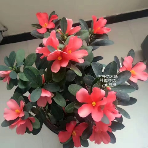 四季红山茶夏季开花茶花盆栽